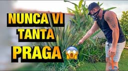 MEU JARDIM foi INVADIDO pelos ÁCAROS | Henrique Buttler