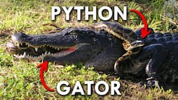 Pythons and Gators are at war, and no one knows when it will stop.