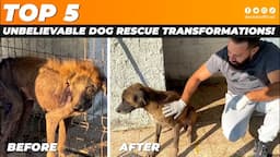 Top 5 unbelievable dog rescue transformations!