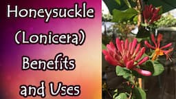 Honeysuckle Benefits and Uses