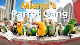 From the Wild to Miami: The Parrot Invasion Story | Wild to Know