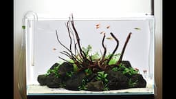 New Nature Aquarium Aquascape!