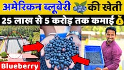 इंडिया में पहली बार अमेरिकन ब्लूबेरी की खेती😳💯Blueberry Farming Profit || Indian Farmer