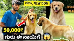 ನಮ್ಮ ಮೊದಲ Male Dog | Golden Retriever | Worth 50k | Champion Lineage | Pet care kannada