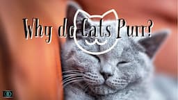 Why do cats purr? | Interesting Facts | TWOM