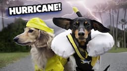 HURRICANE DOGS - Wiener Dogs Prepare for a Storm!