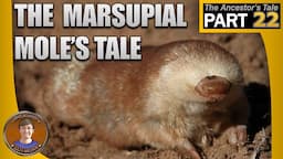 The Marsupial Mole's Tale