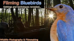 How To Film Bluebirds - Film Wildlife-Settings