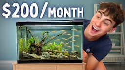 5 Ways to Make Money Breeding Fish - With 1 Tank!