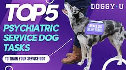 Top 5 Psychiatric Service Dog Tasks!