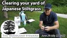 Controlling Japanese Stiltgrass in your Lawn