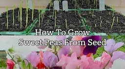 How To Grow Sweet Peas From Seed, Starting Sweet Peas, When To Plant Sweet Peas, Get Gardening