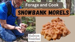 Snowbank Morels- Forage and Cook- Are they good to eat?