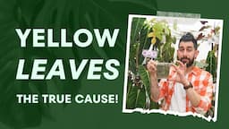 😲 Yellow Leaves Mystery Solved! What’s Really Hurting Your Plants  🎍