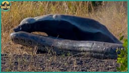 Top 48 Moments Caught On Camera When Honey Badgers Escaped From The Loony Bin