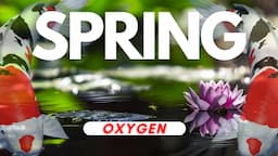 Get your koi pond ready for Spring - OXYGEN / AIR