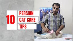 10 Persian cat care tips | How to keep persian cat healthy | Aliyan Pets Hospital