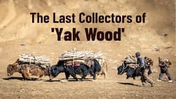 How Yaks Help a Village Stay Warm - The Untold Story of 'Yak Shing'