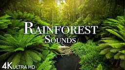 Rainforest Soundscape 4K 🌳🎵 | Pure Bliss for Relaxation and Meditation #natureheals