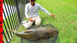 CATCHING Exotic GIANT HYBRID TIGER CATFISH in Florida!