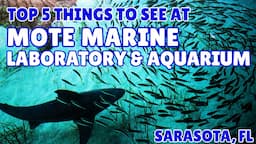 Mote Marine Lab & Aquarium | Review, reaction, and Five things NOT to miss! (Sarasota, FL)