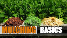 Mulching Your Vegetable Garden - The Definitive Guide