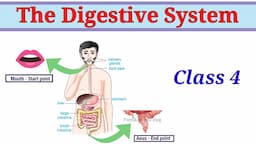 The Digestive system Class 4 || Food and Digestion || Digesting food CBSE Class 4