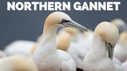 Northern Gannet | Diving that will leave you speechless