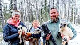 SO Many! RAW BIRTH-Spring Lambs on our ALASKAN Homestead!