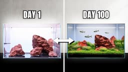 Start-to-Finish Iwagumi Aquascape Tutorial