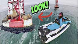 So MANY Sea lions and Dolphins! Newport Beach SeaDoo Rentals (Jet Ski)