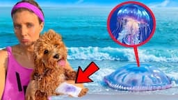 Jellyfish ATTACKED my DOG!!! will he be OKAY…