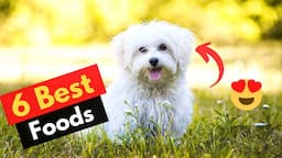 6 Best Dog Food for Maltese dogs | Which Food brand should you get?