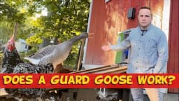 Is our GUARD GOOSE working?