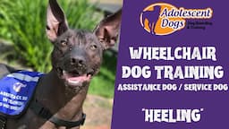 Wheelchair Dog Training: Heeling - Assistance Dog / Service Dog