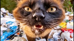 Family Moved Away & Left Kitty Behind in Garbage With Gaping Wound - Viktor Larkhill's VET Rescue