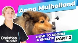 Anna Mulholland | How to Groom a Sheltie | Part 2 : Brushing, deshedding and trimming