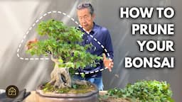 Cutting My Bonsai to Prepare for a Photoshoot!