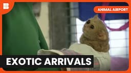 Angry Cat & Rare Exotics - Animal Airport - S02 EP01 - Animal Documentary