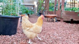 Practical Advice for Keeping Backyard Chickens in the City