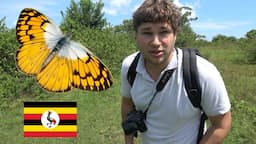 My first time in Uganda: Butterfly spotting & tour