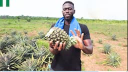 Our 2 acres experimental Pineapple Farm in Nigeria is fruiting . Check it out :)