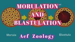 Morulation | Blastulation | Developmental Biology  | Zoology Classes | UPSCZOOLOGY | Bsc Zoology |