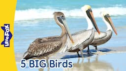 Fascinating BIG Birds | Ostrich, Emperor Penguin, Turkey Vulture, Wild Turkey, and Brown Pelican