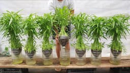 The method of growing vegetables in plastic jars does not require a garden - Anyone can grow them