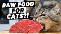 Raw Food Diets For Cats - Are They WORTH It? | Ultimate Pet Nutrition