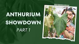 🌺 Anthurium Showdown: Easy Finds 🌿 Part 1