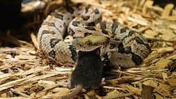 Baby Venomous Rattlesnakes Are NOT The Ones To Play With!