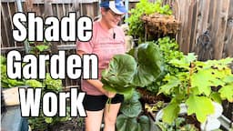 🌷 SHADE GARDEN Maintenance || Eggplant & Bell Pepper Harvest || Sharpening Tool For Pruners