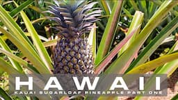 Learn about the Kauai Sugarloaf Pineapple PART ONE | KAUAI HAWAII